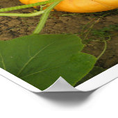 Poster Citrouille dans le jardin (Coin)