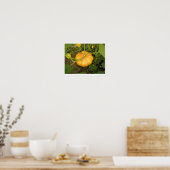 Poster Citrouille dans le jardin (Cuisine)