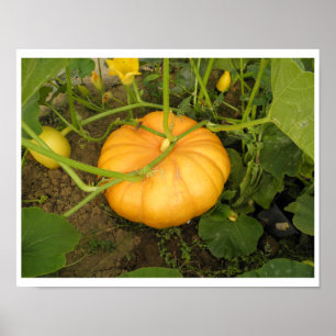 Poster Citrouille dans le jardin