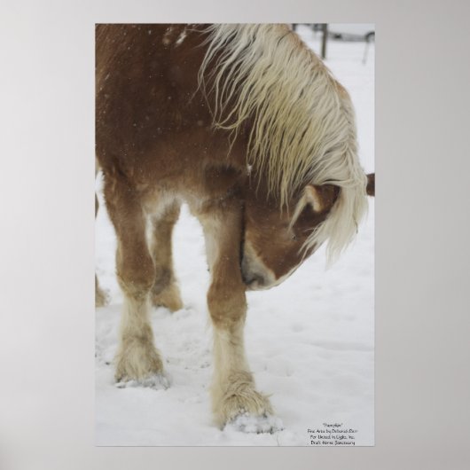 Poster Citrouille en neige (Devant)