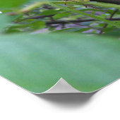 Poster Citrouille pousse sur un pommier (Coin)