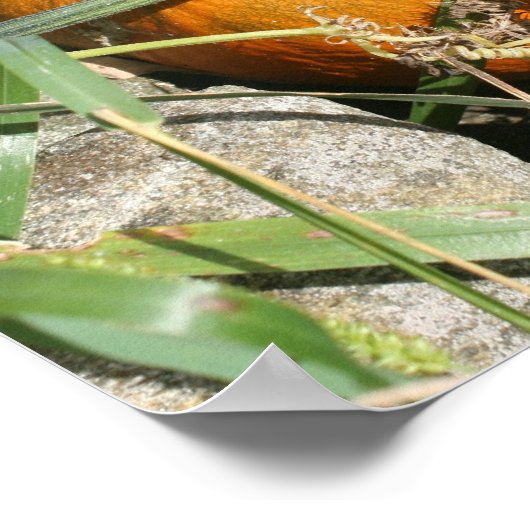 Poster Citrouille sur Vine Automne miroir Abstrait (Coin)