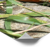 Poster Citrouille Sur Vine Automne Photographie de la nat (Coin)