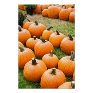 Poster Citrouilles à vendre au marché d'un agriculteur