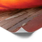 Poster Citrouilles - Le Gang est là (Coin)