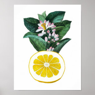 Poster Citrus Fruit Citron Botanique Imprimer n° 11 Wall 