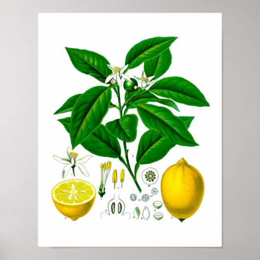 Poster Citrus Fruit Citron Botanique Imprimer no 7 Wall A (Devant)