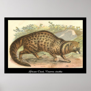 Poster Civet africain