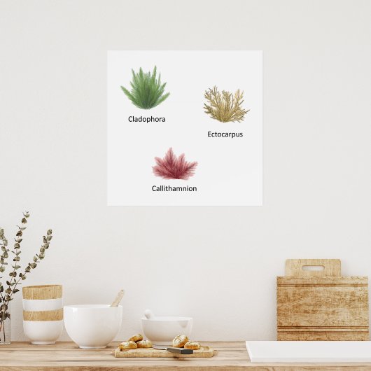 Poster Cladophora, Ectocarpus Algues (Cuisine)