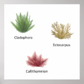 Poster Cladophora, Ectocarpus Algues (Devant)