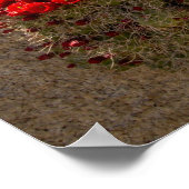 Poster Claret cup ou cactus de Mojave en fleurs (Coin)