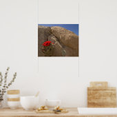 Poster Claret cup ou cactus de Mojave en fleurs (Cuisine)