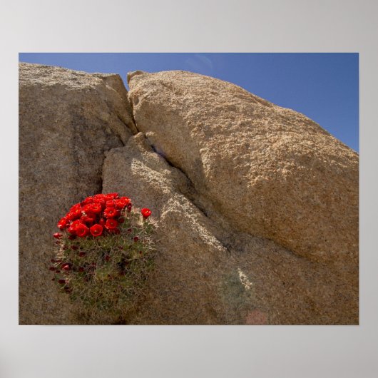 Poster Claret cup ou cactus de Mojave en fleurs (Devant)