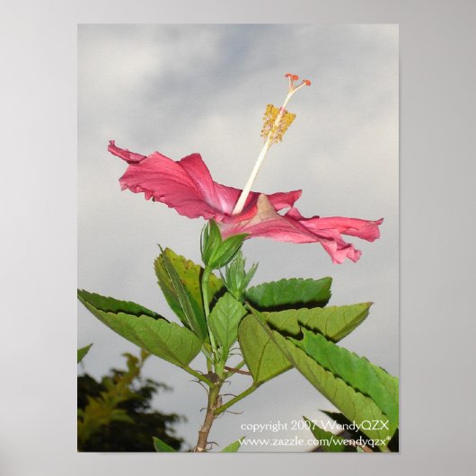 Poster Clarion (Devant)