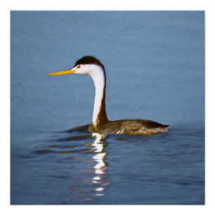 Poster Clark's Grebe Painting - Art original pour les ois