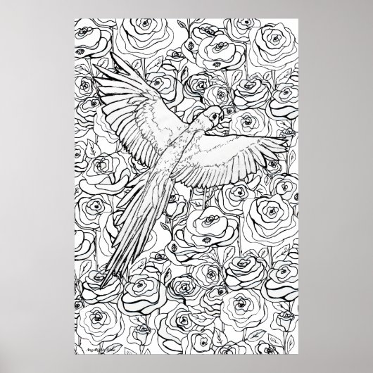 Poster Clarté du perroquet (Devant)
