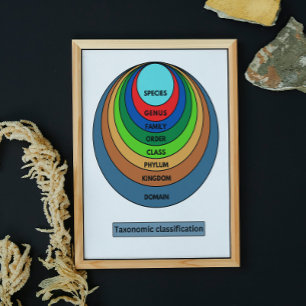 Poster Classification taxonomique