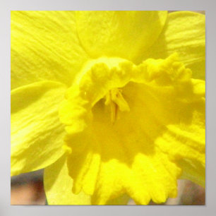 Poster classique Daffodil Imprimer