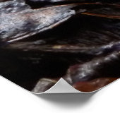 Poster Clathrus (Coin)