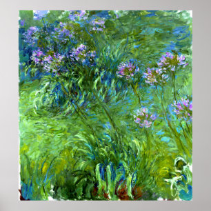 Poster Claude Monet : Agapanthus