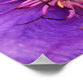 POSTER CLEMATIS (Coin)