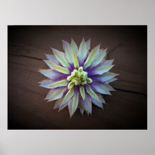 Poster Clematis,