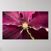 Poster Clematis (Devant)
