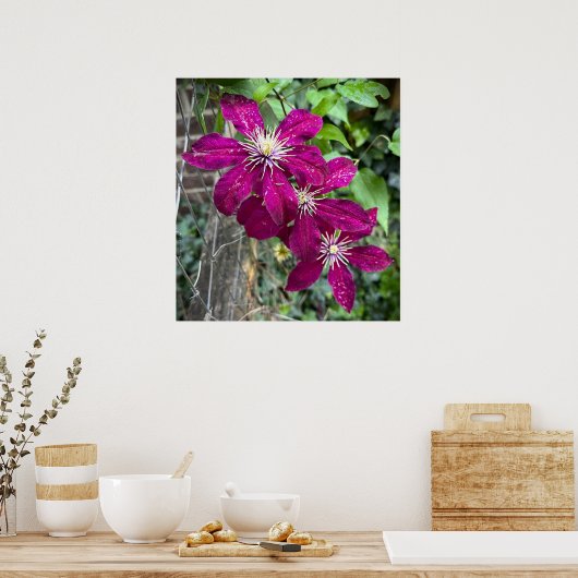 Poster Clematis, (Cuisine)