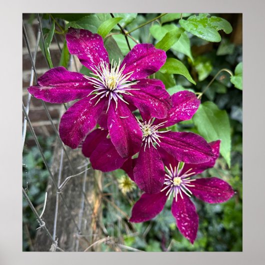 Poster Clematis, (Devant)