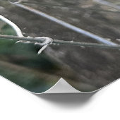 Poster Clematis, (Coin)