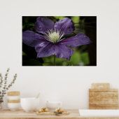 Poster Clematis 8510 (Cuisine)
