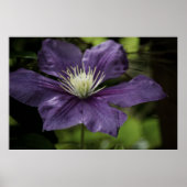 Poster Clematis 8510 (Devant)