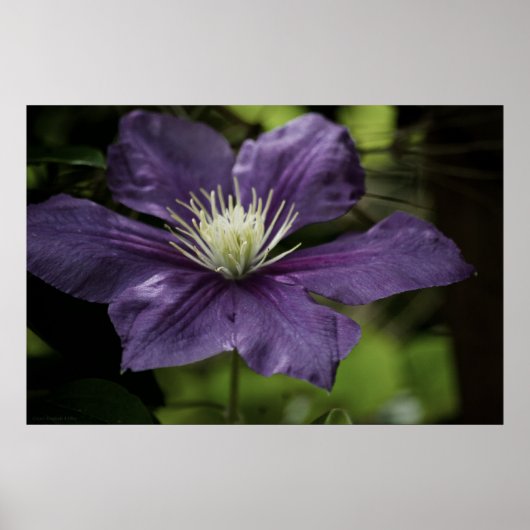Poster Clematis 8510 (Devant)