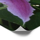 POSTER - Clematis-bloemen in het voorjaar in het V (Hoek)