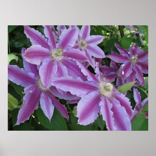 POSTER - Clematis-bloemen in het voorjaar in het V (Voorkant)