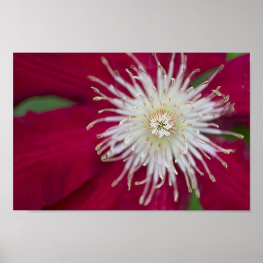 Poster Clematis Closeup (Devant)