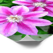 Poster Clematis et Oregano, fleurs roses vert botanique (Coin)