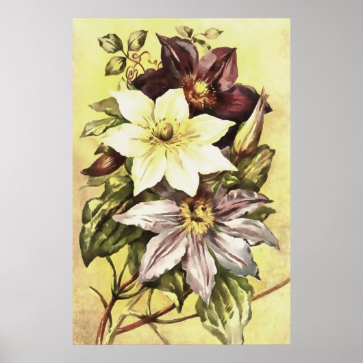 Poster Clematis Flower Growers Art botanique (Devant)