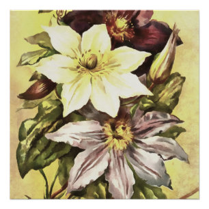 Poster Clematis Flower Growers Art botanique