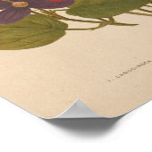 Poster Clematis | George Nicholson (Coin)