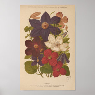 Poster Clematis George Nicholson