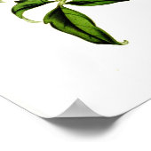 Poster Clematis graveolens (Coin)