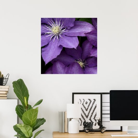 Poster Clematis pourpre (Bureau à domicile)