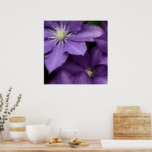 Poster Clematis pourpre (Cuisine)