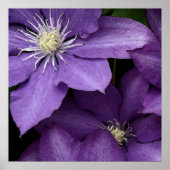Poster Clematis pourpre (Devant)