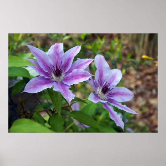 Poster Clematis Spring (Devant)