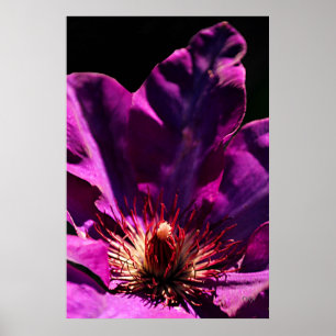 Poster Clématite