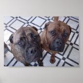 Poster Cleo et Luna (Devant)