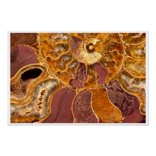 Poster Cleoniceras Ammonite Fossil Wall Art Nature Print (Devant)