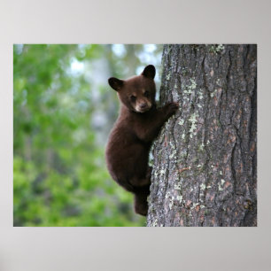 Poster Climbing Bear Cub